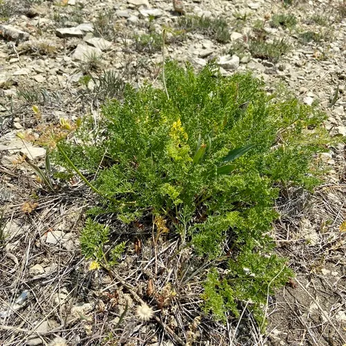 northern Indian parsnip