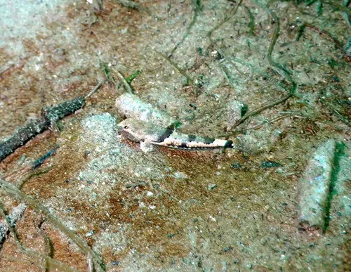 Spinynose Sculpin