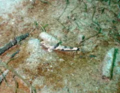 Spinynose Sculpin thumbnail 1