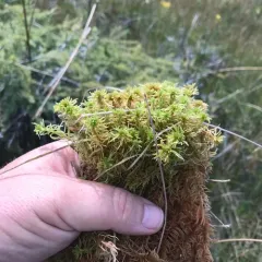 Rigid Bog-moss thumbnail 3