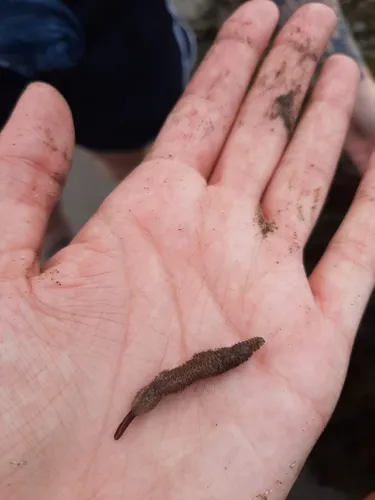 Flustrellidra hispida