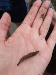 Flustrellidra hispida thumbnail 1