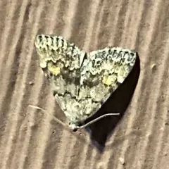 Pale-winged Idia Moth thumbnail 4
