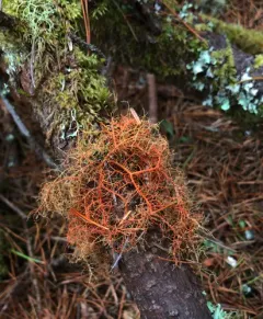 Red Beard Lichen thumbnail 3
