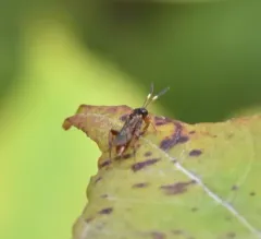 Barichneumon sorex thumbnail 2