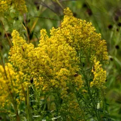 stiff-leaved showy goldenrod thumbnail 2