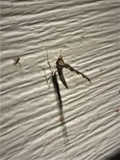 Callibaetis pretiosus thumbnail 3