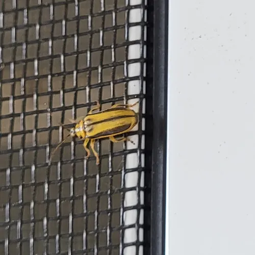 Elm Leaf Beetle