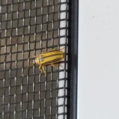 Elm Leaf Beetle thumbnail 1