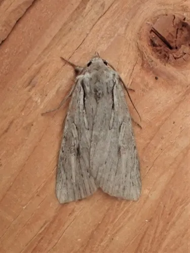Xestia vernilis