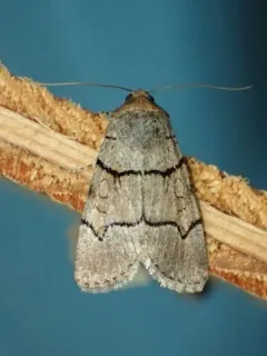Sympistis youngi thumbnail 4