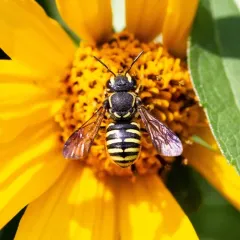 Sunflower Burrowing-Resin bee thumbnail 3