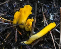 Neolecta vitellina thumbnail 3