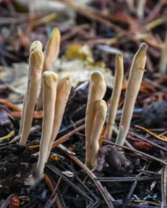 Clavariadelphus sachalinensis thumbnail 2