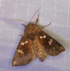Meadow Rue Borer Moth thumbnail 2