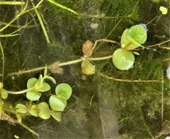 Roundleaf Water-hyssop thumbnail 4