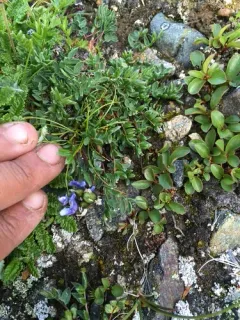 Scamman's Locoweed thumbnail 2