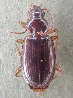 Agonum piceolum thumbnail 2