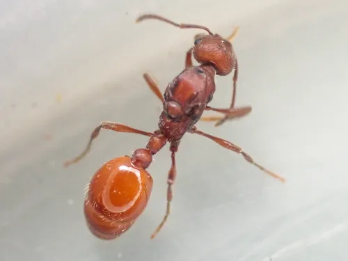 Manica invidia