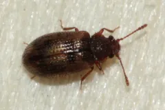 Derodontus esotericus thumbnail 2
