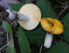 Yellow Swamp Brittlegill thumbnail 2