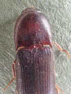 Ampedus rhodopus thumbnail 2