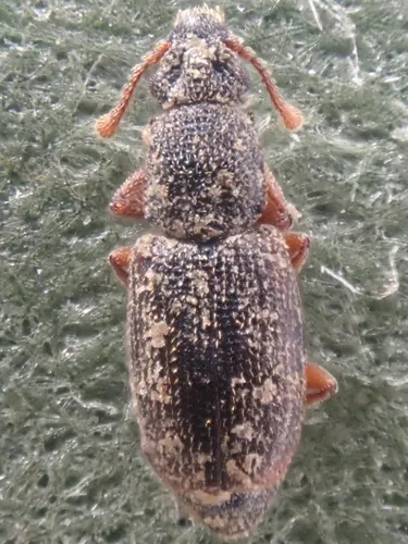 Monotoma picipes