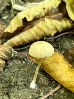Psathyrella lutensis thumbnail 1