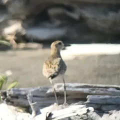 Pacific Golden-Plover thumbnail 1