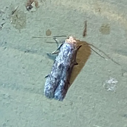 Acorn Moth