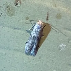 Acorn Moth thumbnail 1