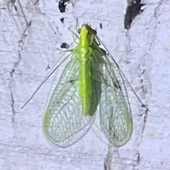 Red-lipped Green Lacewing thumbnail 2