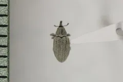 Gray Sunflower Seed Weevil thumbnail 3