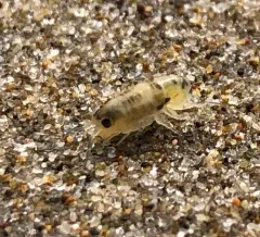 Pale beach hopper thumbnail 2