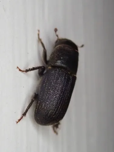 Black Turpentine Beetle