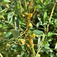 Field Dodder thumbnail 4