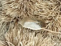 Chlorochroa senilis thumbnail 2