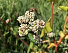 Common Buckwheat thumbnail 3