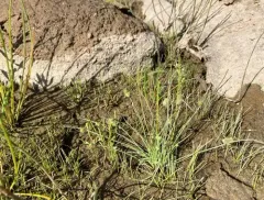 Cyperus aristulatus thumbnail 2