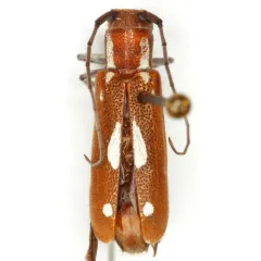 Thorn-limb Borer thumbnail 4