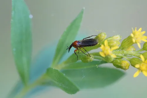 Dilophus stigmaterus