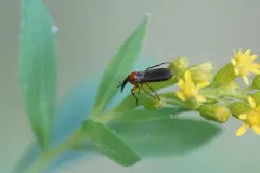 Dilophus stigmaterus thumbnail 1