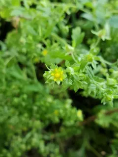 brook cinquefoil thumbnail 4