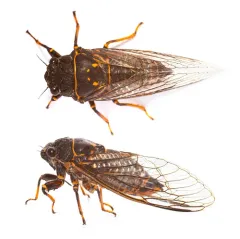 Say's Cicada thumbnail 2