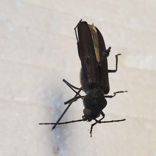 Arhopalus asperatus