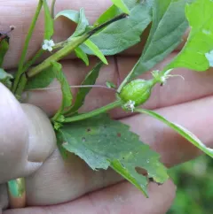 Neolasioptera lycopi thumbnail 4
