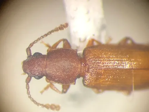 Ahasverus longulus
