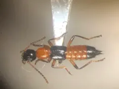 Shore Rove Beetle thumbnail 1