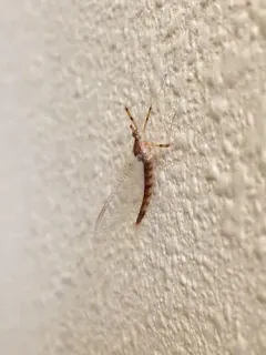 White Sand-river Mayfly thumbnail 3