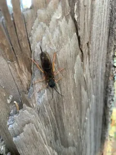 European Woodwasp thumbnail 3